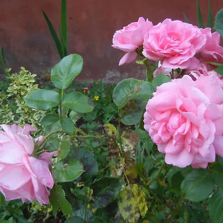 Hotel Garden & Capvern-les-bains 3*