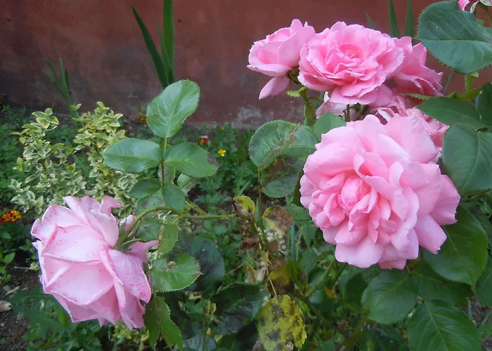 호텔 Garden & Capvern-les-bains 3*